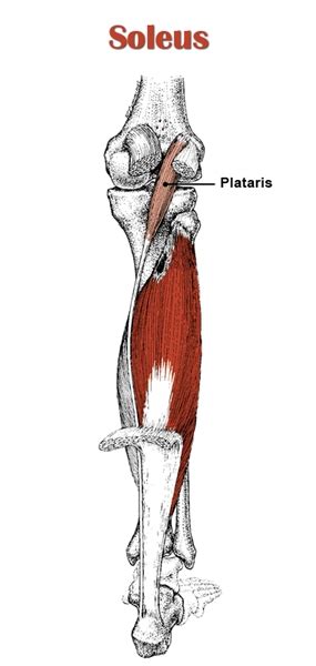 Calf Anatomy | All About the Calf Muscles