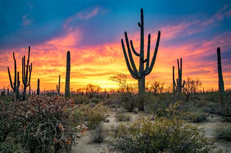 Harming a saguaro cactus in any manner is illegal in arizona, and during construction projects, special precautions must be taken to move every. Saguaro National Park - Destination Parks
