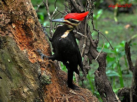 The Real Woody Pileated Woodpecker Flickr Photo Sharing