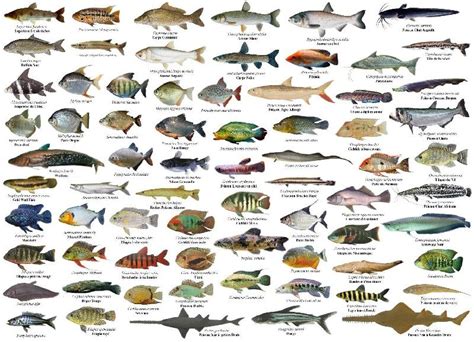 Banyak sekali jenis ikan air tawar, mulai dari ikan hias, hingga ikan untuk dikonsumsi, yang tersebar di lautan indonesia. Mengenal Jenis-Jenis Ikan secara Umum