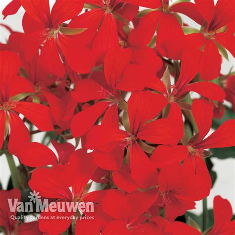 Geranium Balcon Red Van Meuwen