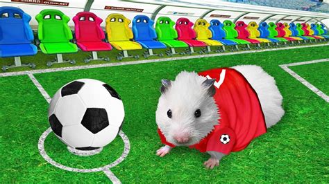 ⚽️ Hamster Football Maze With Traps ☠️ Obstacle Course Youtube