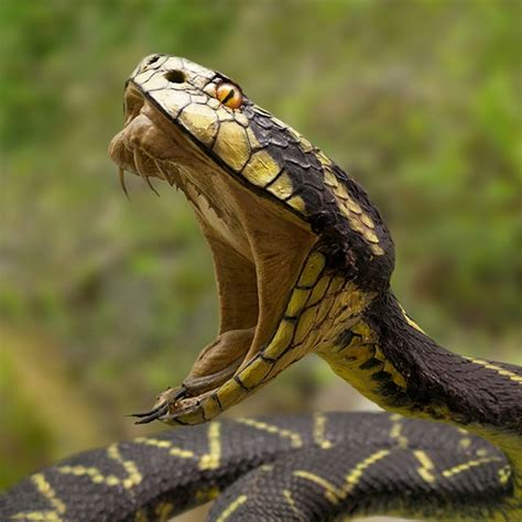 Comment Le Venin De Serpent Tue Des Gens Et Sauve Des Vies Lets