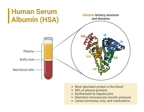 Human Serum Albumin Hsa Biorender Science Templates