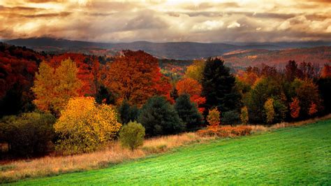 Beautiful Autumn Colorful Fall Leaves Trees And Green Grass Field In