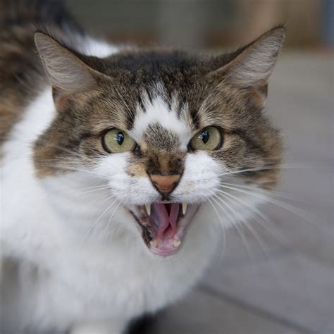 Mj takes some #2handed throws at a fat cats bowling alley. Why Your Cat Thinks You're a Huge, Unpredictable Ape | WIRED