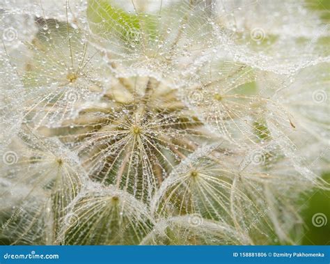 Dandelion In Dew Drops Early In The Morning Closeup Stock Photo