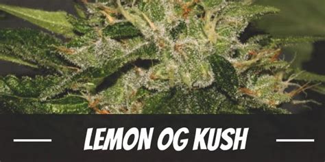 Lemon Og Kush Strain Complete Guide And Review