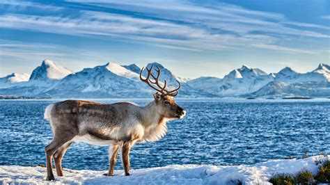 How Reindeer Evolved To Survive Freezing Arctic Winters Science Aaas