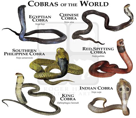 Animal Planet Giant Cobra Snake Dewaynepainter