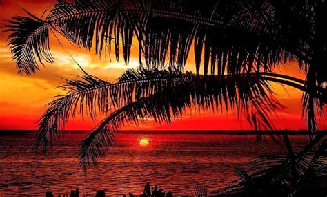Beach Sunset With Palm Tree Your Place For Bliss