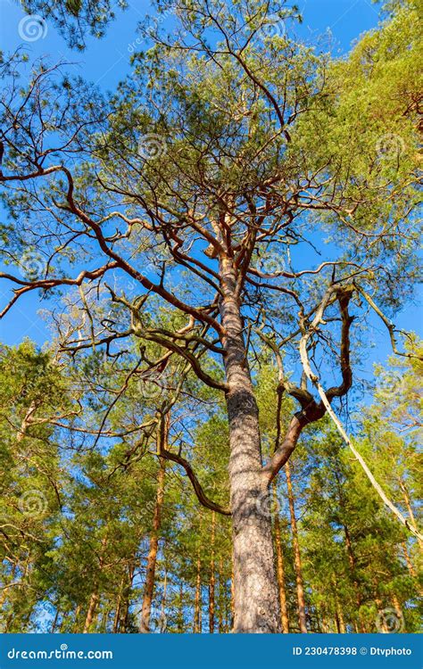 Old Branch Pine Tree In Sunlight Belarusian Nature Stock Photo