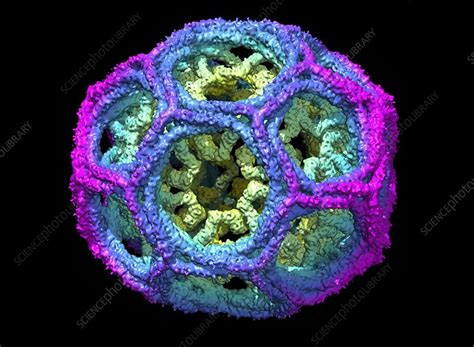We did not find results for: Clathrin lattice, molecular model - Stock Image - C018 ...