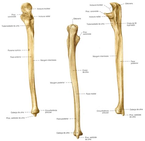 Opinions On Ulna