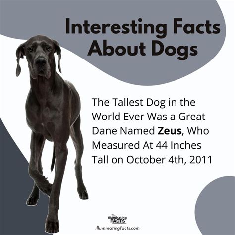 Amazing And Interesting Facts About Dogs Artofit