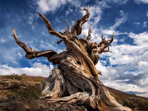 Methuselah (California): The oldest living bristlecone in the United ...