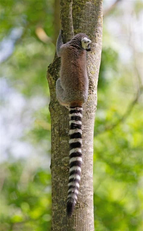 Ring Tailed Lemur Lemur Catta Stock Photo Image Of Black Tree 188702450