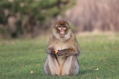 Monkey Barbary Macaque Primate Free Photo On Pixabay Pixabay
