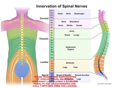 15069 02xv2 Innervation Of Spinal Nerves Anatomy Exhibits
