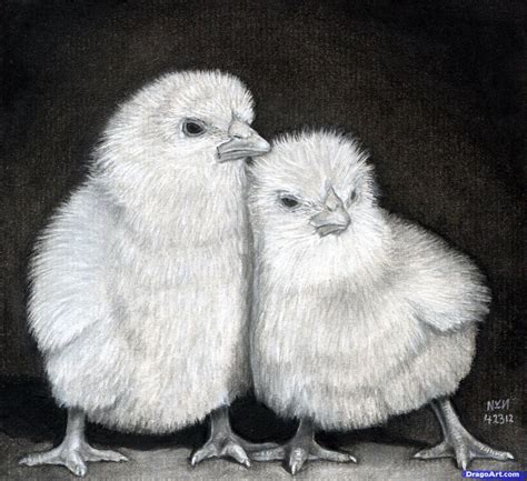 Learn How To Draw Baby Chickens Realistic Chicks Farm