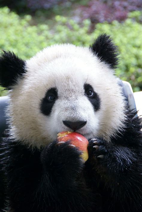 Panda Cub Eating An Apple Baby Panda From The Yaan Panda B Flickr