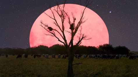 What Is A Pink Supermoon Catch The Biggest Brightest Full Moon In