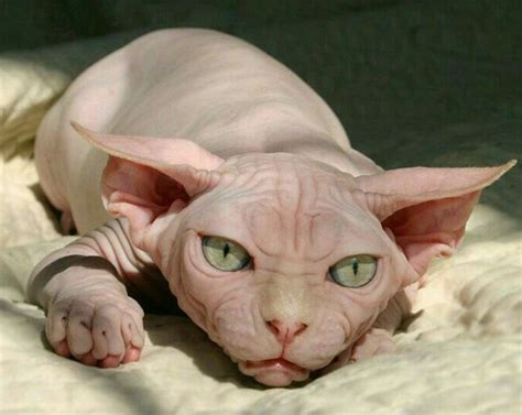 50 Best Hairless Cat Cat Haircuts 2023