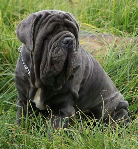 Pin By Razz Berry On Neapolitan Mastiffs Mastiffs Giant Dog Breeds