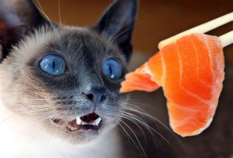 Cooking kills most of the bacteria, and whatever left on the food is not harmful. Harmful Foods Your Cat Should Never Eat: Tuna, Milk, Raw ...
