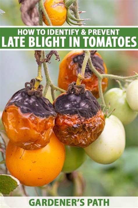 How To Identify And Prevent Late Blight Of Tomatoes