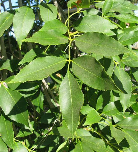 17 Species Of Ash Tree Leaves What Do They Look Like With Pictures