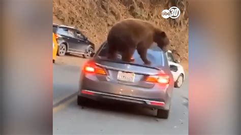 Video Bear Jumps Onto Car On Way To Sequoia And Kings Canyon National