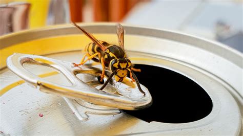 Tips For Avoiding Wasp Stings Metro Vancouver Pest Control Service