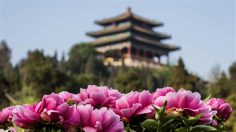 Peonies Chinas Former National Flower Bloom In Imperial Garden Cgtn