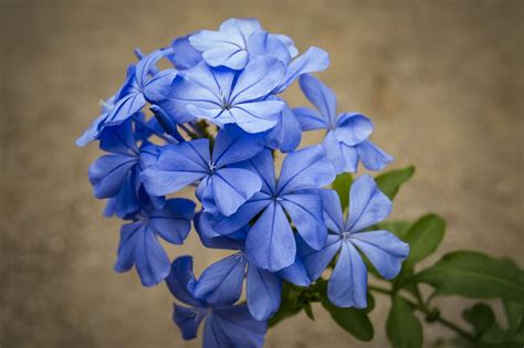 Hd Wallpaper Jasmine Blue Beauty Flora Nature Flowering Plant