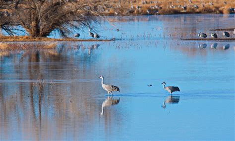 Best Time To See Sandhill Crane Migration In Arizona 2024 Roveme