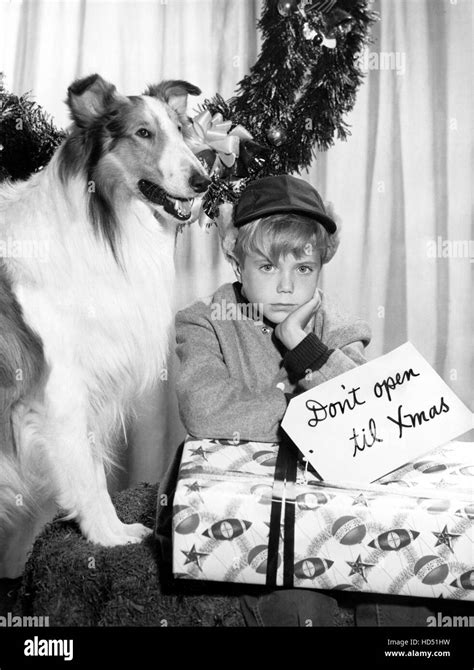 Lassie Lassie Jon Provost 1960 1954 74 Stock Photo Alamy