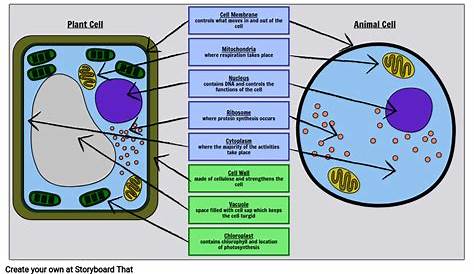 Label Cell Parts | Plant & Animal Cell Activity | StoryboardThat