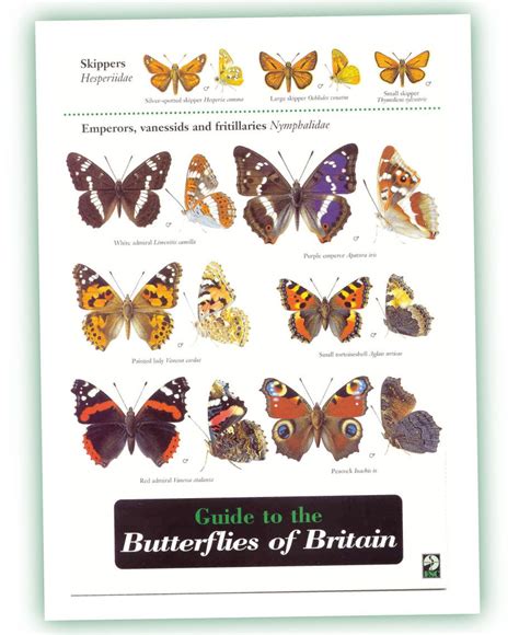 British Butterfly Guide A Uk Identifcation Chart My Friendly Garden