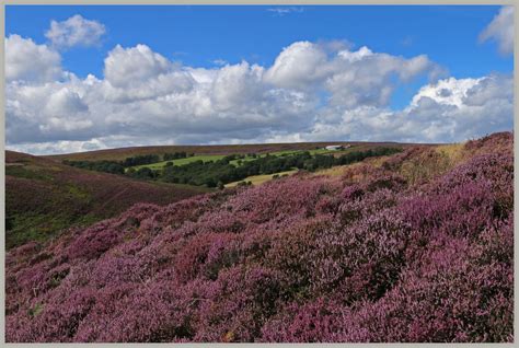 Heather Moorland In Westerdale North Yorkshire Photo And Image