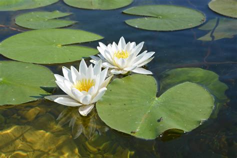 What Is The Best Way To Get Rid Of Lily Pads