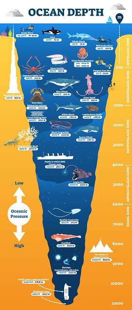 Ocean Depth Underwater Wildlife Infographic Vector Illustration