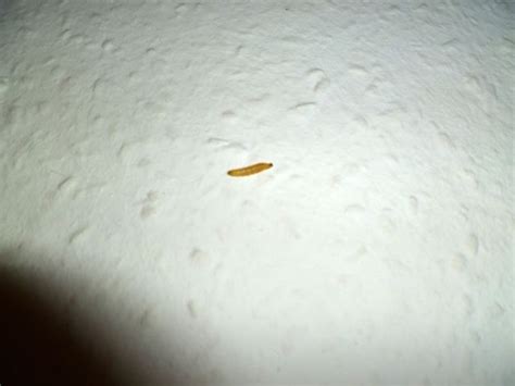 Fliegenweibchen legen in den sommermonaten mehrmals einige hundert eier ab. Weiße würmer in der küche - Wärmedämmung der Wände, Malerei