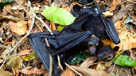 Flying Foxes 23 000 Bats That Died In Far Northern Heatwave Last Year Feature In New David