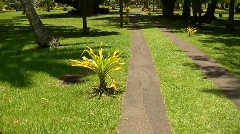 Suva Fiji Thurston Garden Youtube