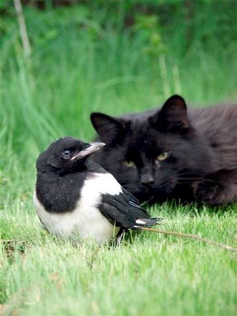Magpie, mia, ladybug, or cricket could all be good pairings for moxie. Magpie (bird) on the pich | Page 4 | RTG Sunderland ...
