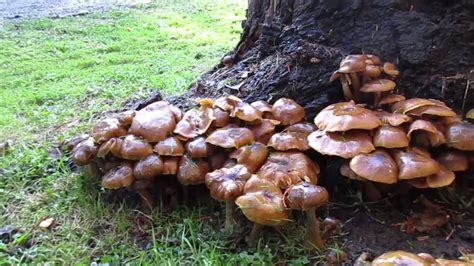 Wild Mushrooms Edible Or Not Youtube