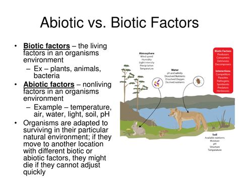 Biotic Factors Definition Types Examples And Factors 51 Off