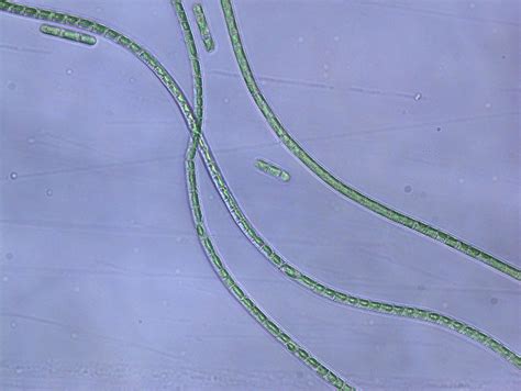 Can You Help Me Identify This Filamentous Algae Researchgate