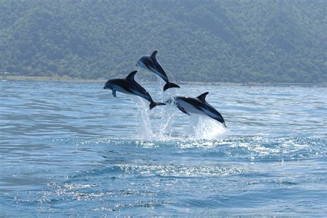 4 Places To Swim With Dolphins In New Zealand